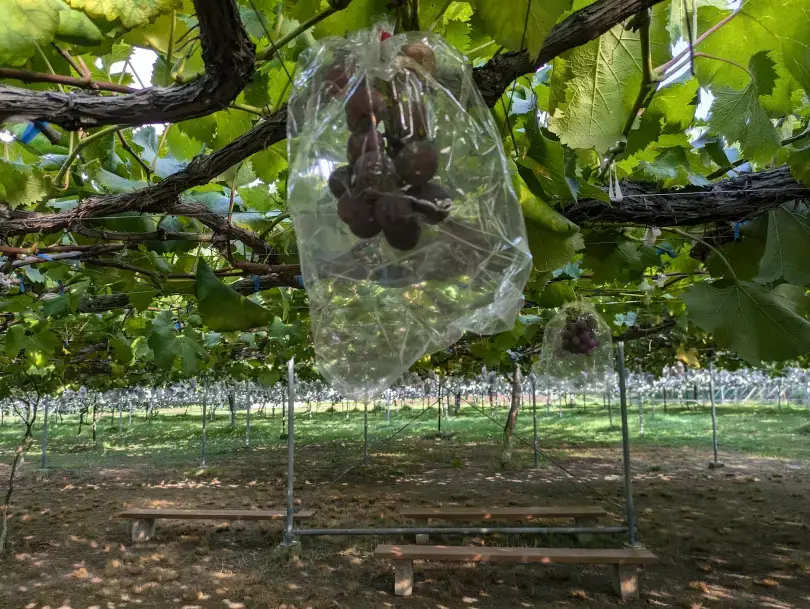 PXL_20240912_062942423.jpg (886.8 kB)